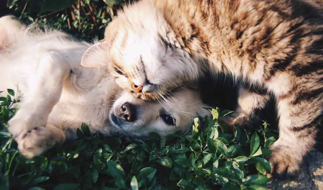 A golden retriever and a tabby cat lying together in the grass