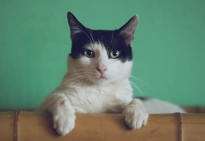 A calm cat sitting quietly in a quiet cat-only space