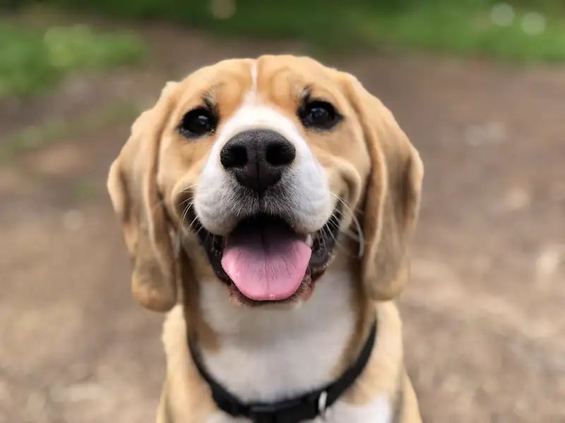 A golden retriever looking relaxed and healthy